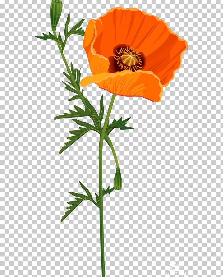 Common Poppy Opium Poppy Cut Flowers PNG, Clipart, Annual Plant, Cicek, Cicek Resimleri, Common Poppy, Cut Flowers Free PNG Download