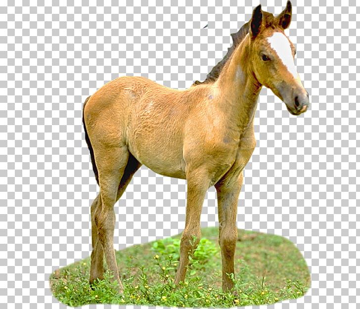 Horse PNG, Clipart, Animal, Animals, Colt, Digital Image, Equus Free PNG Download