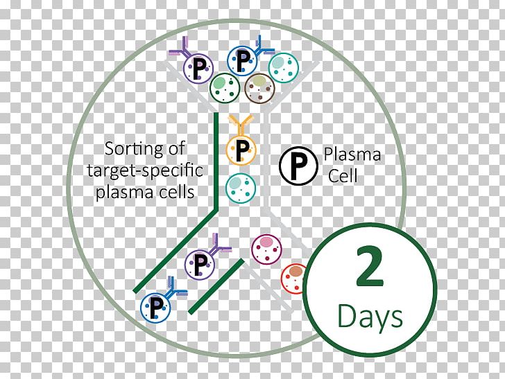 Plasma Cell Monoclonal Antibody Blood Plasma Technology PNG, Clipart, Angle, Antibody, Area, Blood Plasma, Brand Free PNG Download