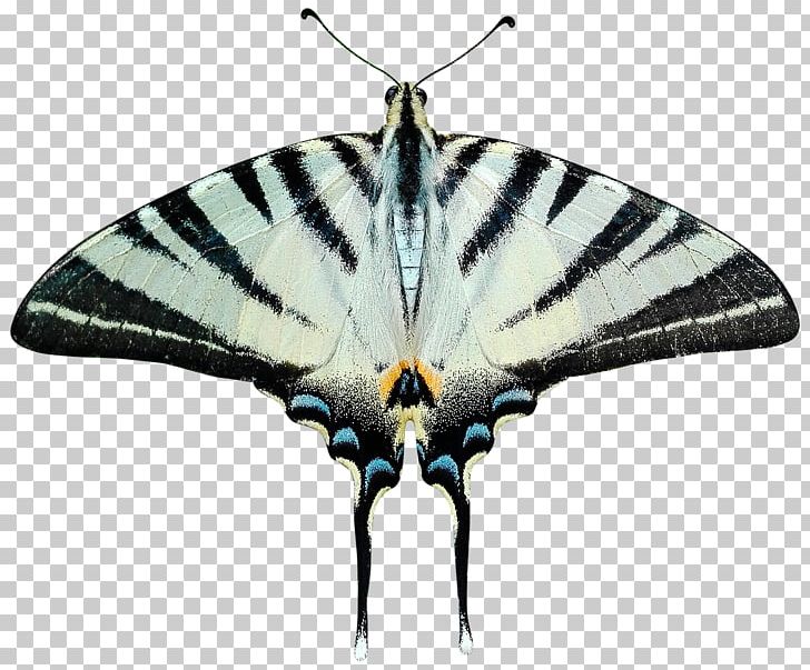 Butterfly Tail Insect Moth Transparency PNG, Clipart, Ali, Arthropod, Brush Footed Butterfly, Butterflies And Moths, Butterfly Free PNG Download