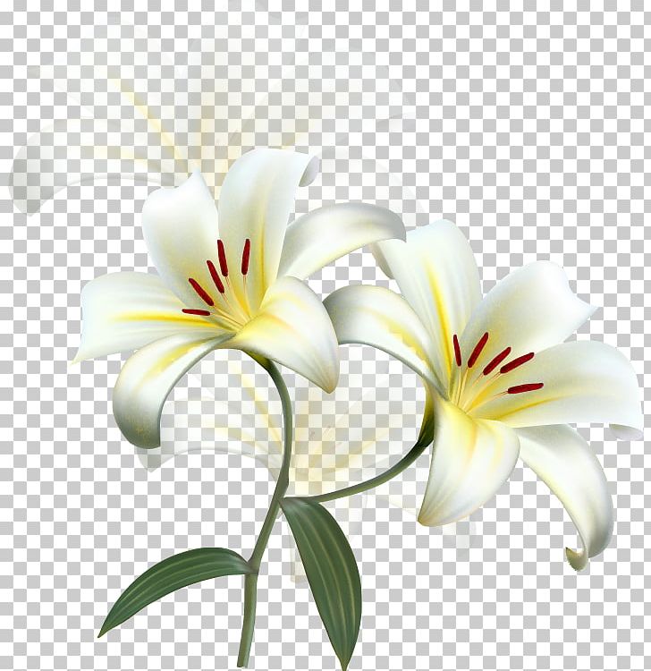Lilium Candidum Easter Lily Flower Desktop PNG, Clipart, Arumlily, Beauty, Cut Flowers, Daylily, Desktop Wallpaper Free PNG Download