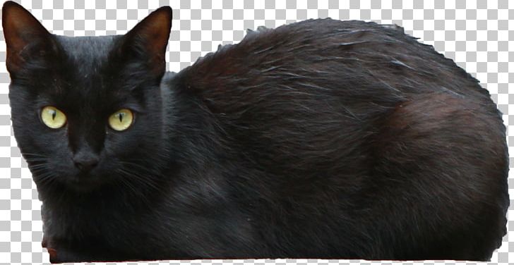 Bombay Cat Persian Cat Black Cat PNG, Clipart, Animals, Bombay, Carnivoran, Cat, Cat Like Mammal Free PNG Download