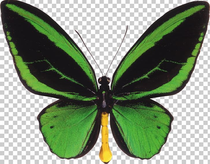 Butterfly Ornithoptera Priamus Birdwing Ornithoptera Euphorion PNG, Clipart, Arfak Mountains, Arthropod, Brush Footed Butterfly, Insects, Lycaenid Free PNG Download