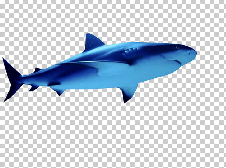 Great White Shark Tiger Shark Squaliform Sharks Mackerel Sharks Marine Biology PNG, Clipart, Animals, Biology, Cartilaginous Fish, Cobalt Blue, Electric Blue Free PNG Download