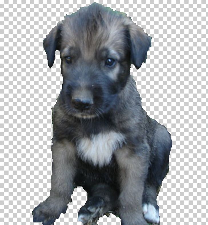 Miniature Schnauzer Standard Schnauzer Schnoodle Irish Wolfhound Puppy PNG, Clipart, Animal, Breed, Cairn Terrier, Carnivoran, Dog Free PNG Download