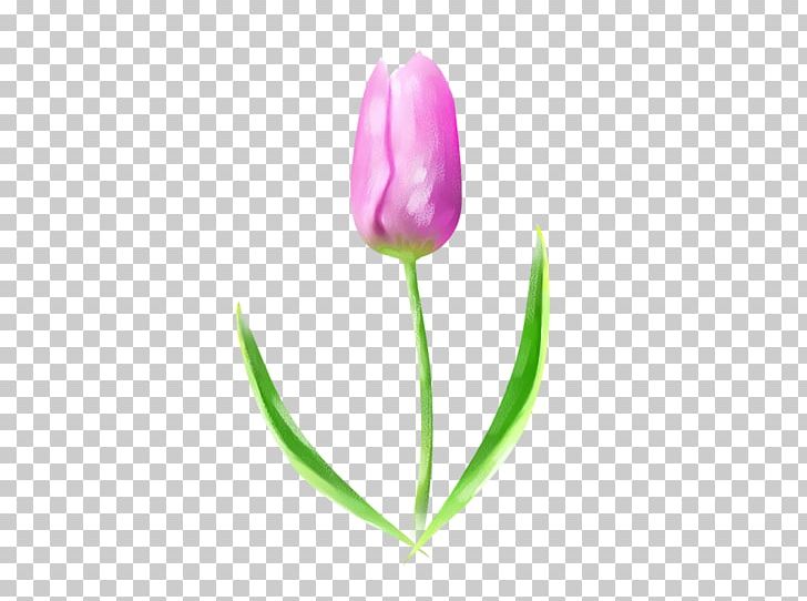 Tulip PNG, Clipart, Bud, Computer Wallpaper, Download, Drawing, Flower Free PNG Download