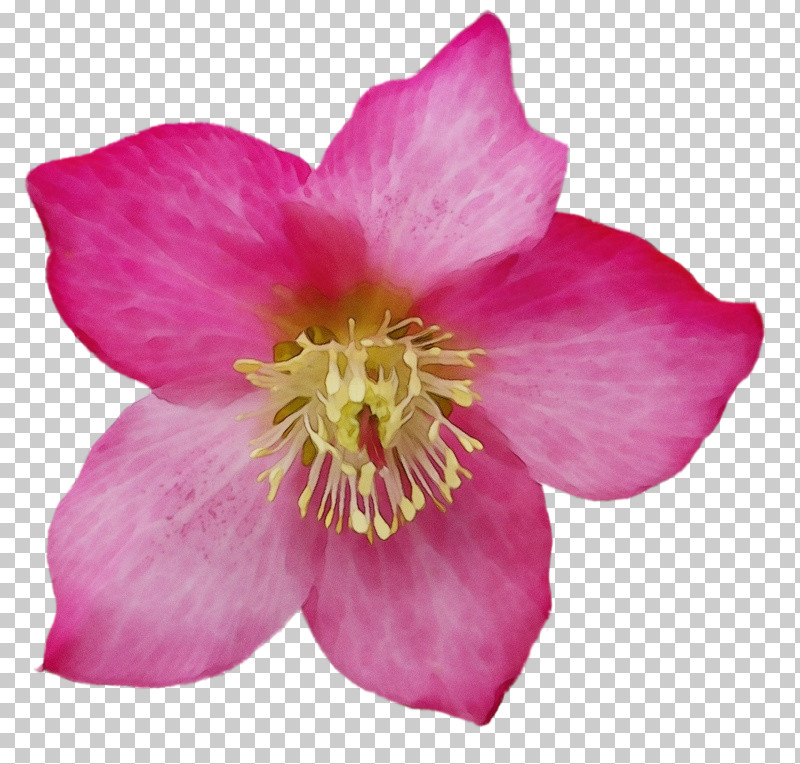 Rose PNG, Clipart, Biology, Camellia, Herbaceous Plant, Paint, Petal Free PNG Download