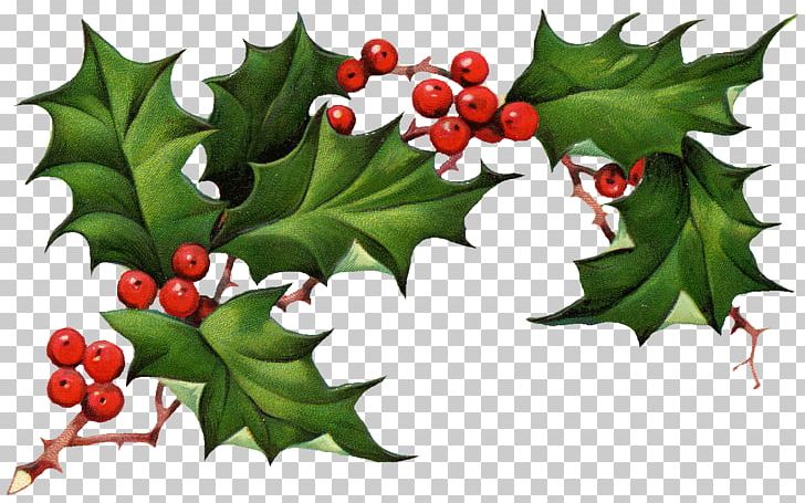 Common Holly American Holly Christmas Holly King PNG, Clipart, American Holly, Aquifoliaceae, Aquifoliales, Branch, Christmas Free PNG Download