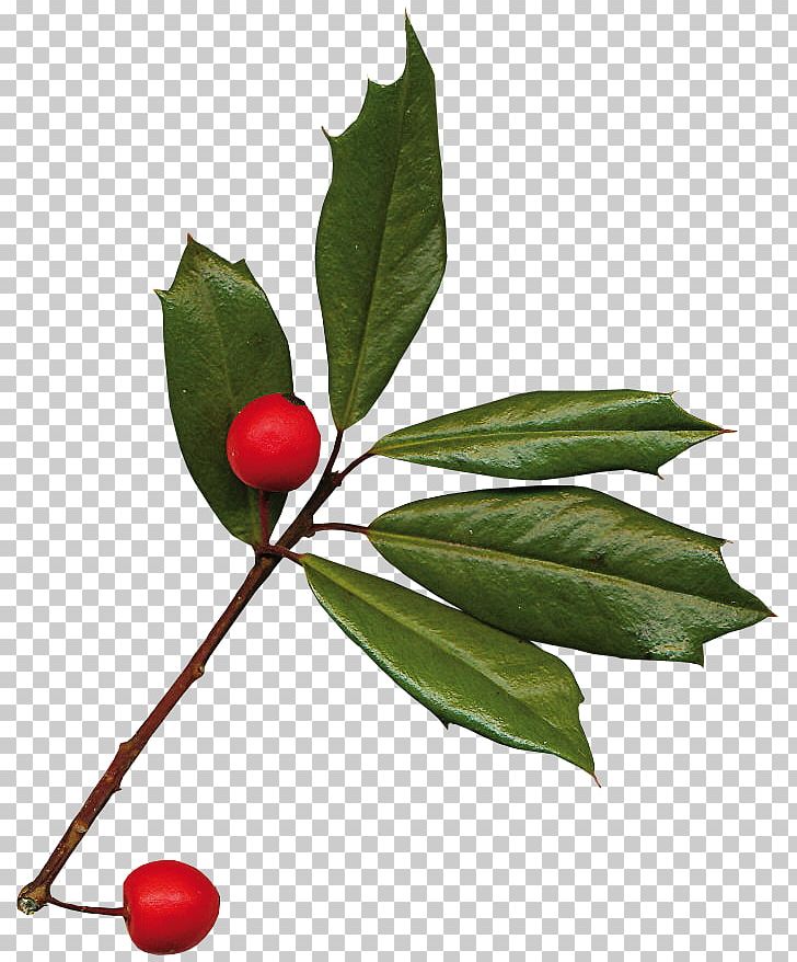Leaf Christmas Follaje Branch PNG, Clipart, Aquifoliaceae, Aquifoliales, Branch, Christmas, Christmas Ornament Free PNG Download