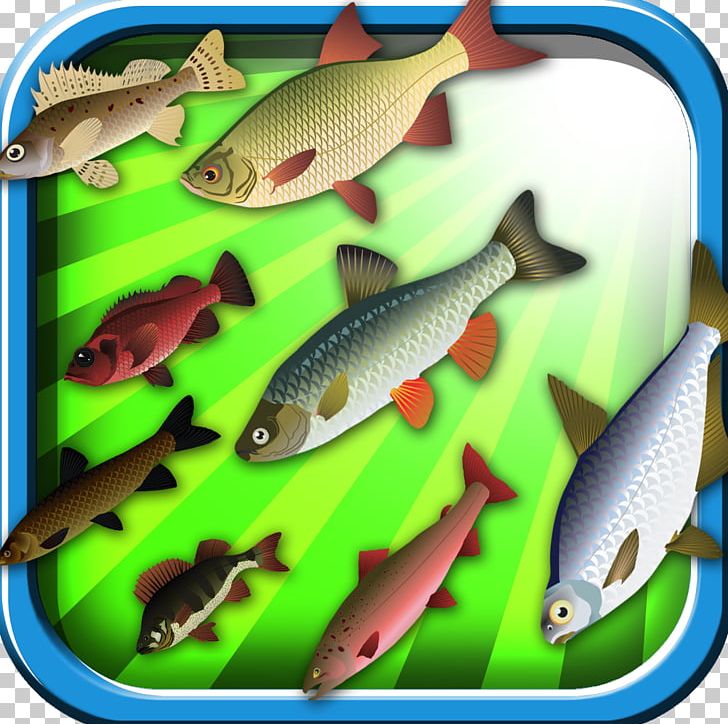 Sardine Ecosystem Marine Biology Fauna Feeder Fish PNG, Clipart, Biology, Bony Fish, Collect, Common Rudd, Ecosystem Free PNG Download