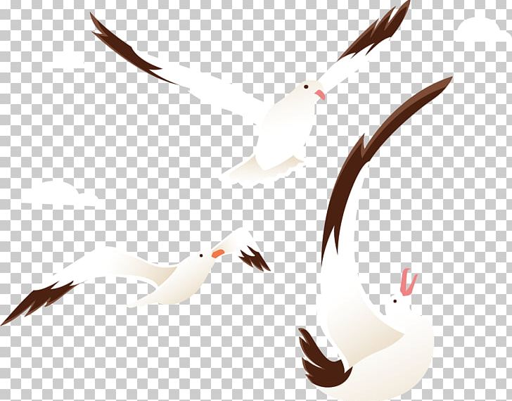 Beak Goose Bird Cygnini Duck PNG, Clipart, Anatidae, Animals, Beak, Bird, Bird Goose Free PNG Download