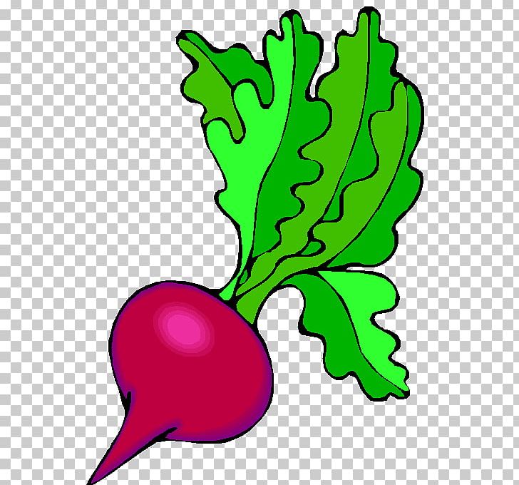 Beetroot Salad Root Vegetables Drawing PNG, Clipart, Art, Artwork, Beetroot, Common Beet, Drawing Free PNG Download