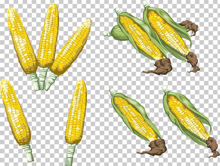 Corn Portable Network Graphics Adobe Photoshop PNG, Clipart, Advertising, Cartoon, Commodity, Corn, Corn On The Cob Free PNG Download