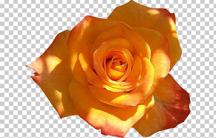 Garden Roses Photography PNG, Clipart, Adobe Systems, Blog, Blogger, Closeup, Cut Flowers Free PNG Download