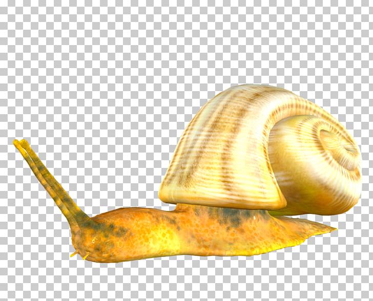 Orthogastropoda Snail Information PNG, Clipart, Animals, Computer Icons, Gastropods, Gastropod Shell, Information Free PNG Download