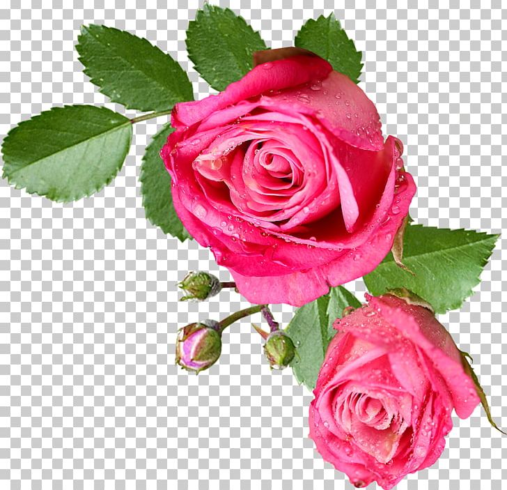 Rose Pink Flower PNG, Clipart, China Rose, Chinese, Chinese Rose, Cut Flowers, Display Resolution Free PNG Download