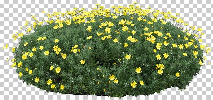 Cdr PNG, Clipart, Annual Plant, Cdr, Chamaemelum Nobile, Chrysanthemum, Chrysanths Free PNG Download
