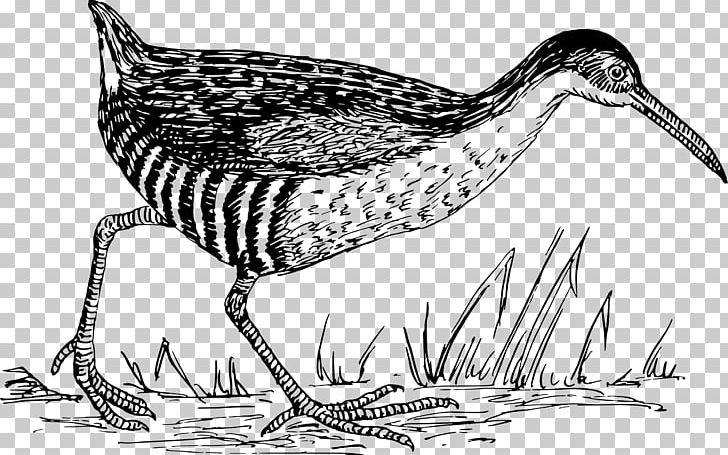 Water Bird Drawing Seabird Shorebirds PNG, Clipart, Anatidae, Animal, Animals, Artwork, Beak Free PNG Download