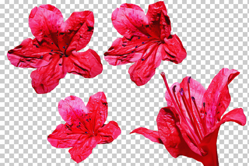 Floral Design PNG, Clipart, Azalea, Cut Flowers, Floral Design, Flower, Garden Roses Free PNG Download