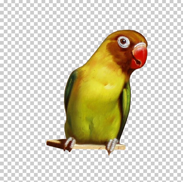 Australian Parrots Lovebird Budgerigar PNG, Clipart, Animal, Animals, Australian Parrots, Beak, Bird Free PNG Download