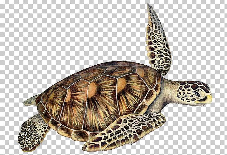 Box Turtles Loggerhead Sea Turtle Reptile PNG, Clipart, Animal, Box Turtle, Box Turtles, Emydidae, Green Sea Turtle Free PNG Download