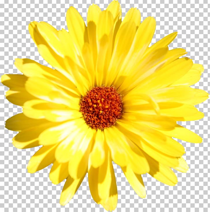Gerbera Jamesonii Edible Flower Common Daisy Stock Photography PNG, Clipart, Annual Plant, Calendula, Chrysanths, Common Daisy, Common Sunflower Free PNG Download