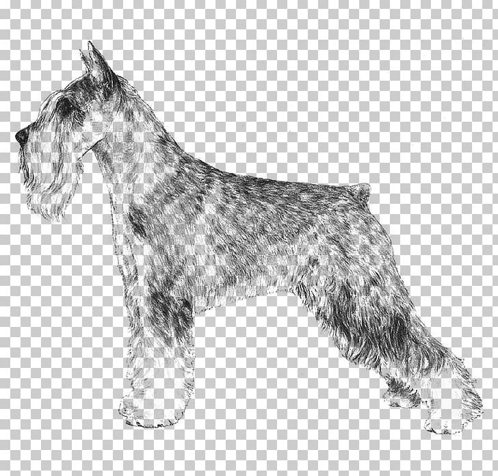 Miniature Schnauzer Standard Schnauzer Giant Schnauzer Scottish Terrier Cesky Terrier PNG, Clipart, Animals, Black And White, Breed, Breed Standard, Carnivoran Free PNG Download