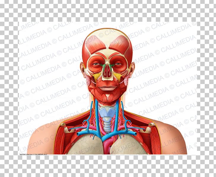Muscle Shoulder Neck Organ Head PNG, Clipart, Action Figure, Anatomy, Blood Vessel, Bone, Fictional Character Free PNG Download
