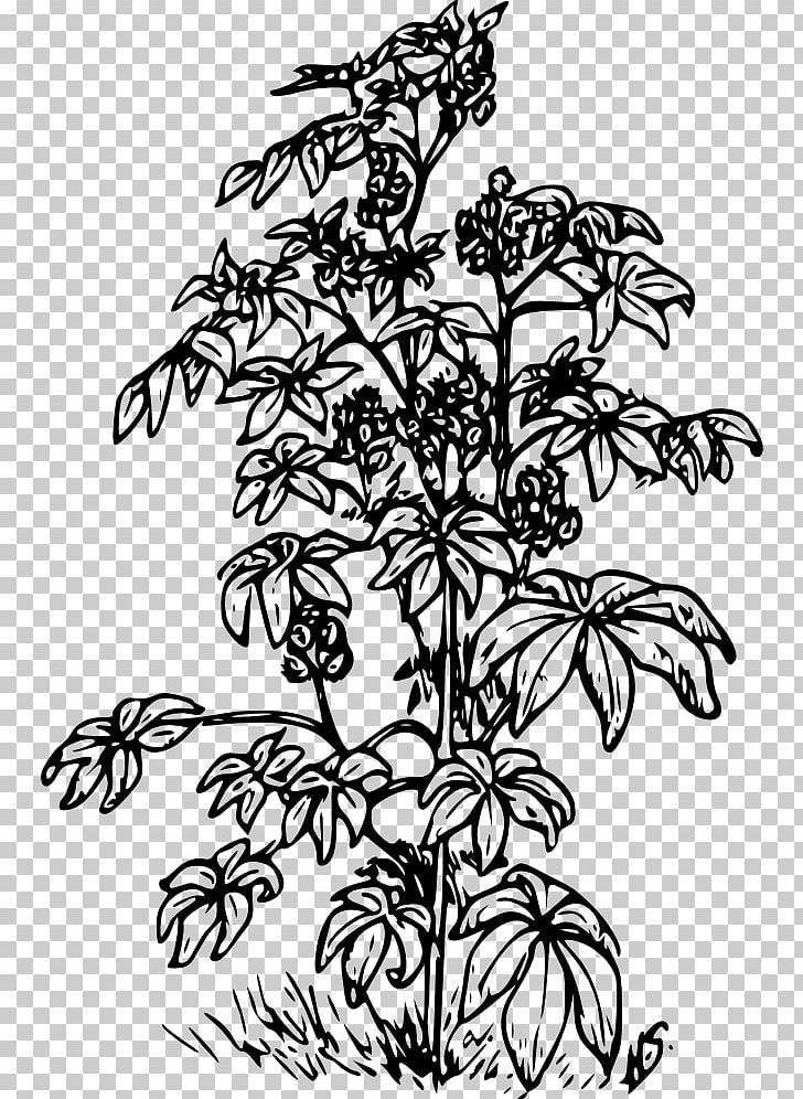 Ricinus Plant Castor Oil PNG, Clipart, Bean, Black And White, Branch, Castor Oil, Coffea Free PNG Download