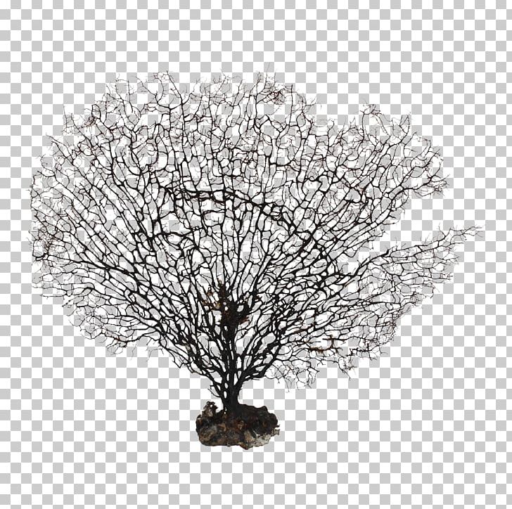 White PNG, Clipart, Black And White, Branch, Coral, Fan, Natural Free PNG Download