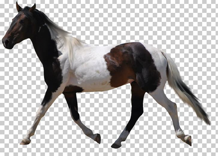 American Paint Horse Desktop PNG, Clipart, American Paint Horse, Animal Figure, Clipping Path, Colt, Computer Icons Free PNG Download
