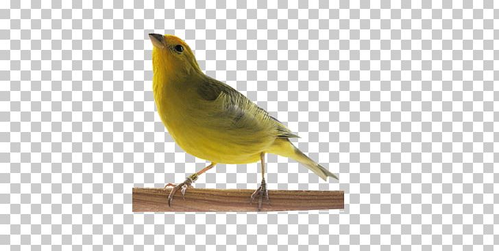 Atlantic Canary Passerine Saffron Finch Pet Shop Singing PNG, Clipart, Atlantic Canary, Beak, Bird, Birdcage, Brazil Free PNG Download