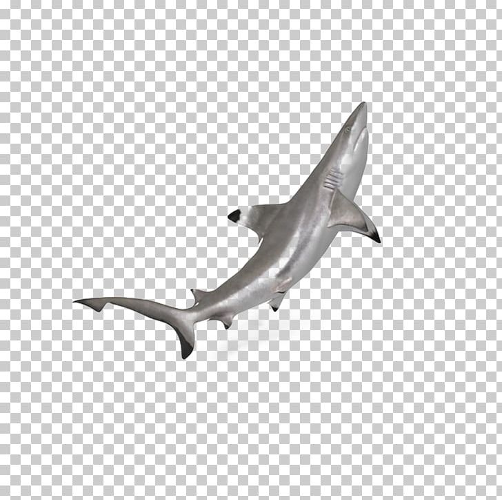 Hammerhead Shark PNG, Clipart, 3d Computer Graphics, Animals, Blacktip Reef Shark, Carcharhiniformes, Cartilaginous Fish Free PNG Download