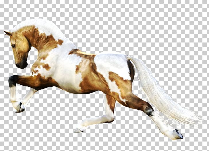 Mustang Stallion Foal Horses The Behaviour Of The Horse PNG, Clipart, Animal Figure, Animals, Behaviour Of The Horse, Bit, Bridle Free PNG Download