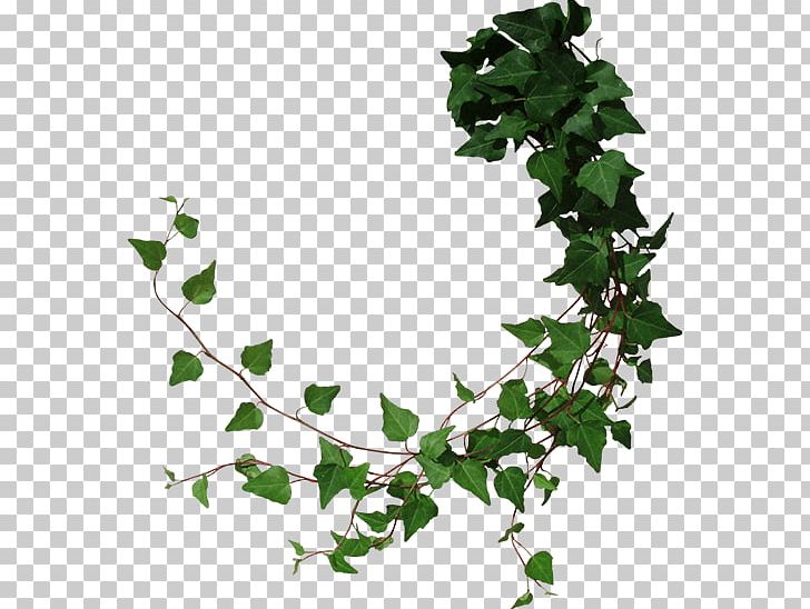Vine PNG, Clipart, Branch, Clip Art, Common Ivy, Computer Icons, Drawing Free PNG Download
