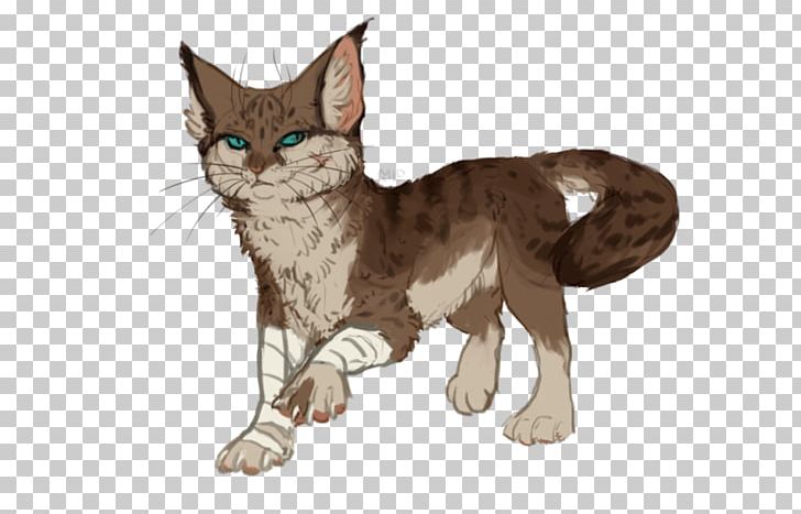 Whiskers American Wirehair Domestic Short-haired Cat Kitten Wildcat PNG, Clipart, American Wirehair, Animals, Carnivoran, Cat, Cat Like Mammal Free PNG Download