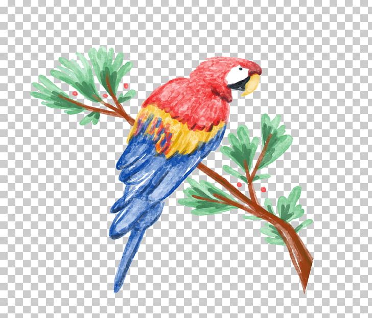 Amazon Parrot Watercolor Painting Illustration PNG, Clipart, Animals, Bird, Branch, Common Pet Parakeet, Fauna Free PNG Download