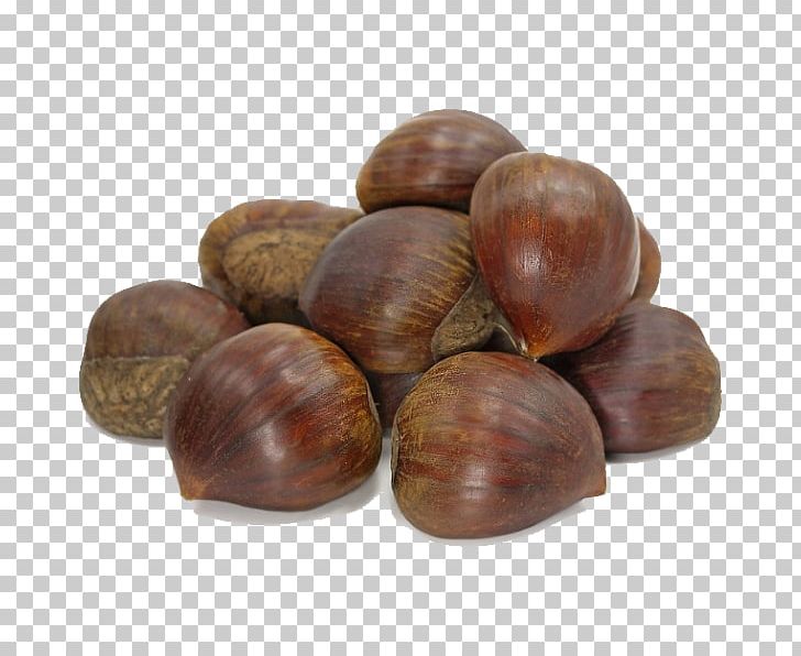 Dried Fruit Hazelnut Nuts PNG, Clipart, Almond, Apricot, Asian Hazel, Chestnut, Clam Free PNG Download