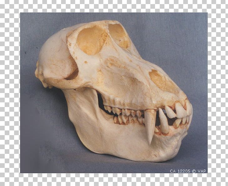 Mandrill Primate Skull Hamadryas Baboon Ape PNG, Clipart, Anatomy, Animal, Ape, Baboons, Bone Free PNG Download