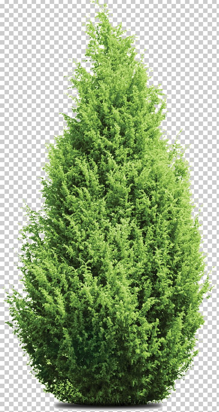 Pine Mediterranean Cypress Leyland Cypress Tree Evergreen PNG, Clipart, 41 42 Ratchadamri Rd, Bald Cypress, Biome, Christmas Tree, Conifer Free PNG Download