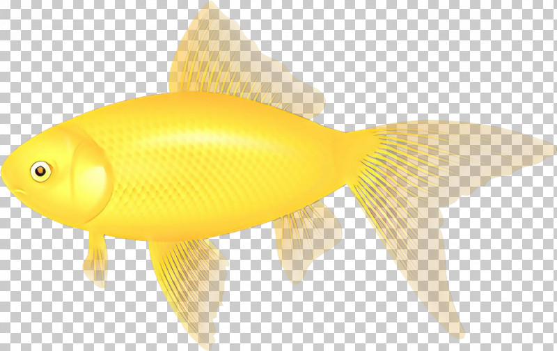 Fish Fish Goldfish Fin Yellow PNG, Clipart, Bonyfish, Feeder Fish, Fin, Fish, Goldfish Free PNG Download