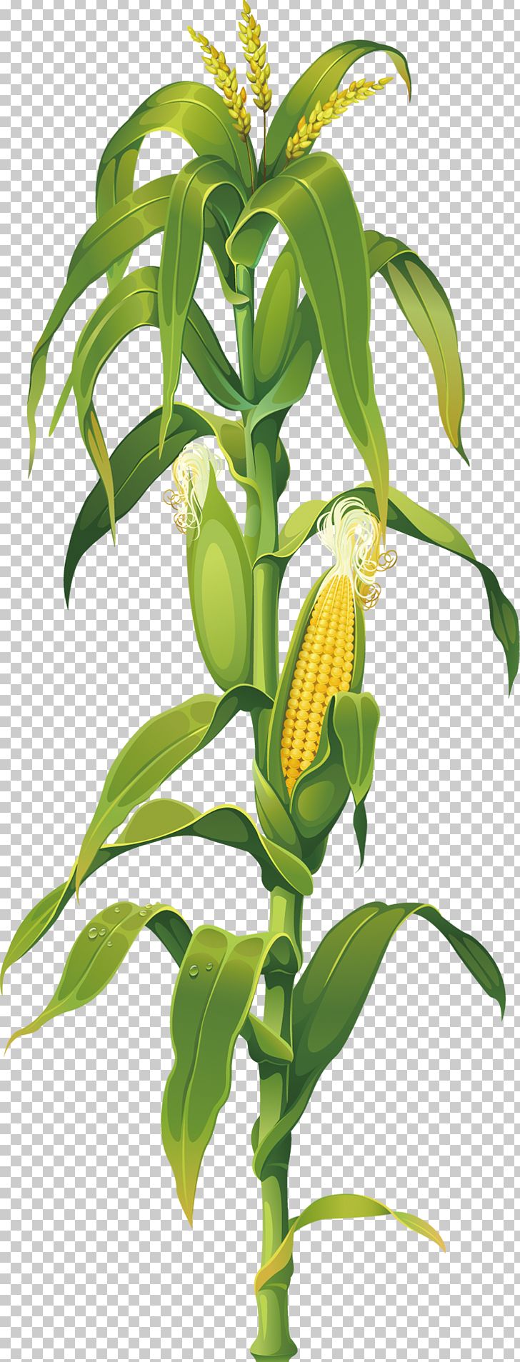 Maize Corn On The Cob Drawing Plant PNG, Clipart, Branch, Cartoon Corn, Cereal, Cobs, Commodity Free PNG Download