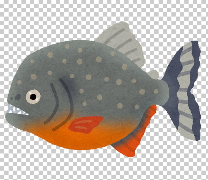 Red-bellied Piranha Amazon River Fish Predator PNG, Clipart, Amazon River, Animals, Bluegill, Coral Reef Fish, Fauna Free PNG Download