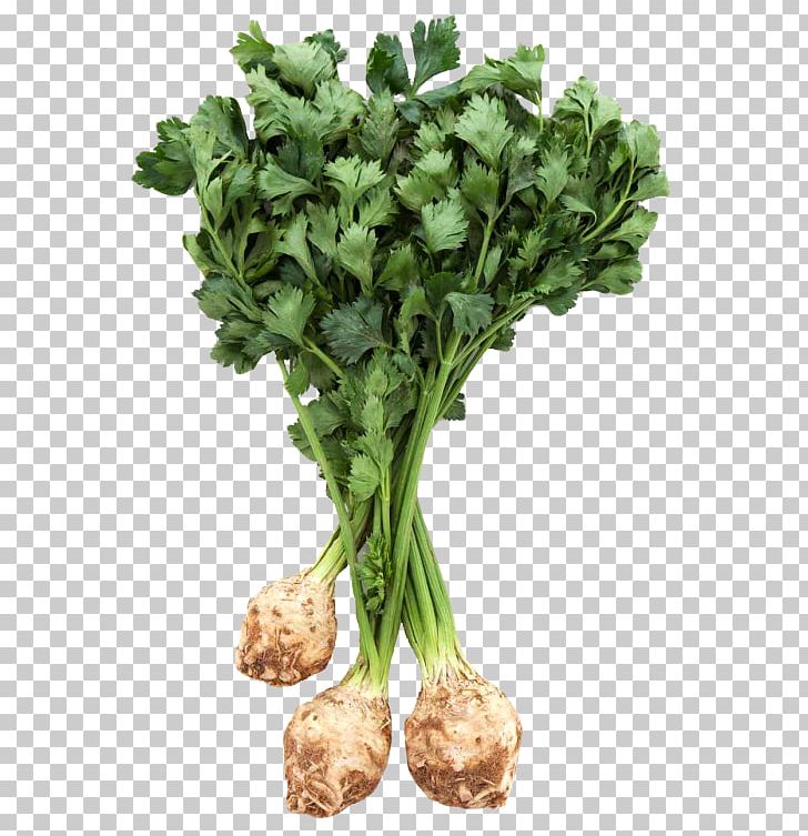 Spring Greens Celeriac Root Vegetables PNG, Clipart, Carrot, Celeriac, Celery, Food, Food Drinks Free PNG Download