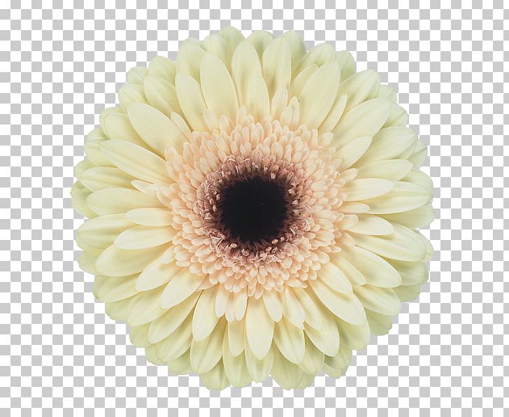 Transvaal Daisy Jac. Oudijk Gerbera's Chrysanthemum Cut Flowers PNG, Clipart,  Free PNG Download