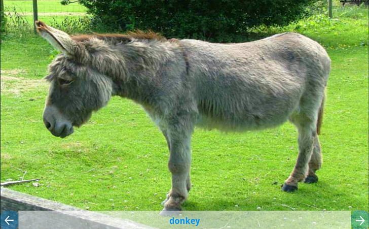 Anteater Domestic Pig Animal Donkey Mule PNG, Clipart, Aardvark, Animal, Animal Testing, Anteater, Domestication Free PNG Download