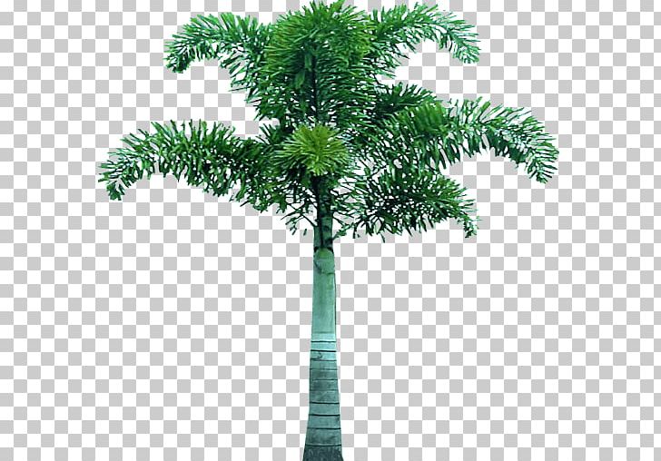 Arecaceae Tree PNG, Clipart, Arecaceae, Art, Bestoftheday, Branch, Clip Art Free PNG Download