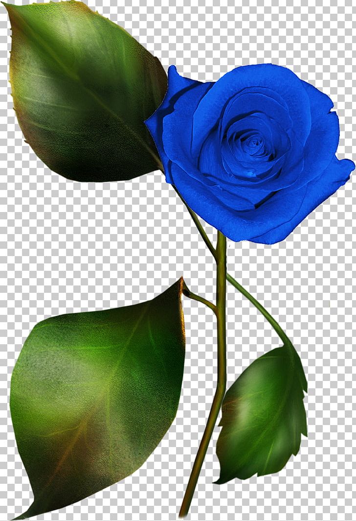 Blue Rose Garden Roses PNG, Clipart, Blue Rose, Bud, Clip Art, Cut Flowers, Download Free PNG Download