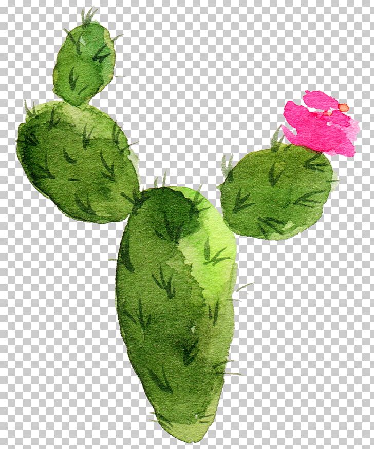 Cactaceae Watercolor Painting Succulent Plant Prickly Pear PNG, Clipart, Aesthetic, Aesthetic Flower, Art, Beautiful, Cactus Free PNG Download