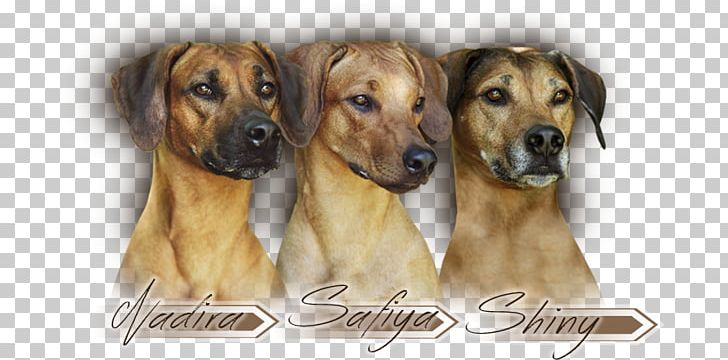 Dog Breed Rhodesian Ridgeback Black Mouth Cur Broholmer PNG, Clipart, Black Mouth Cur, Breed, Broholmer, Carnivoran, Cur Free PNG Download